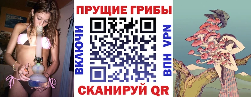 Купить где  Волгоград  Псилоцибиновые грибы Psilocybine cubensis 